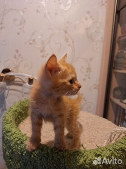 Рыжий котёнок