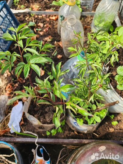 Каштан, питунии,климатисы,пионы