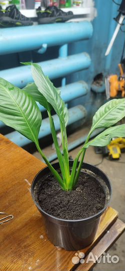 Спатифиллум