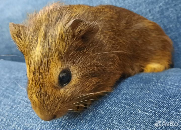 Морские свинки