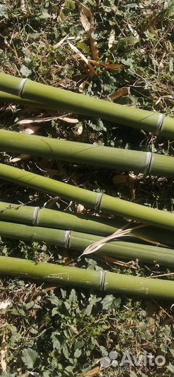 Продам ствол бамбука
