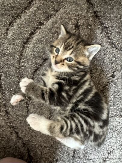 Курильский бобтейл