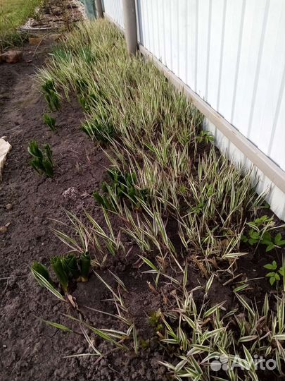 Фалярис Тростниковый