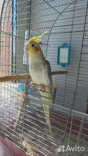 Попугай корелла