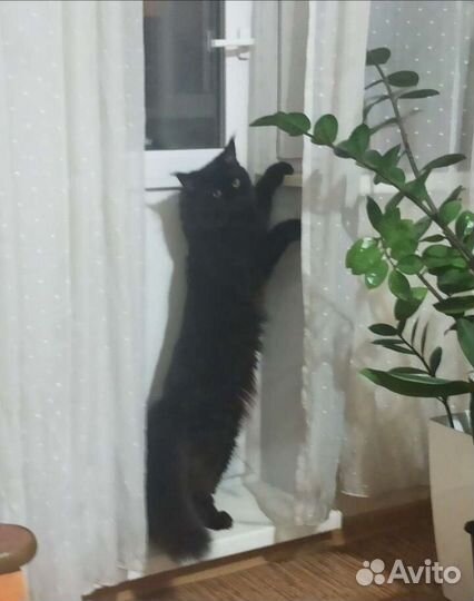 Мейн-кун