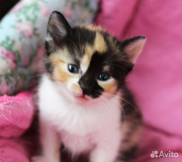 Котята крохи в добрые руки