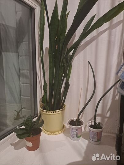 Сансевиерия цилиндрика