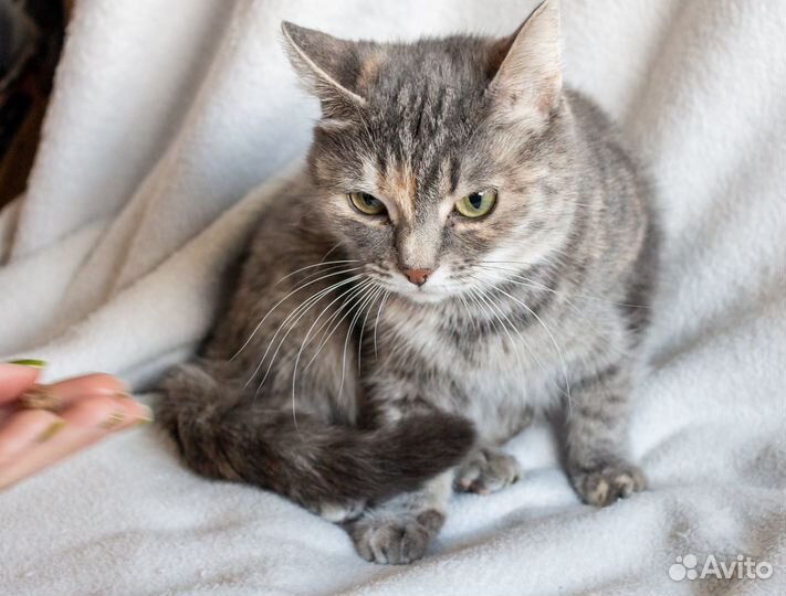 Кошечка в добрые руки