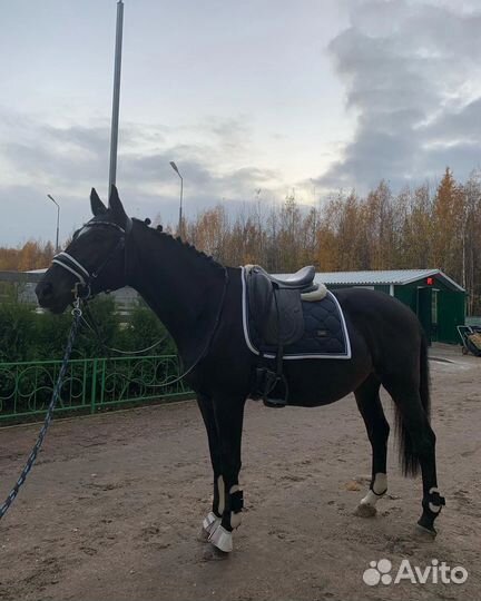 Лошадь в аренду