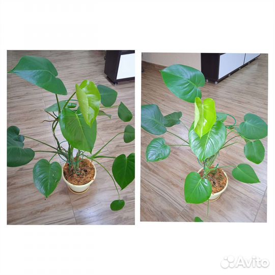 Комнатные растения