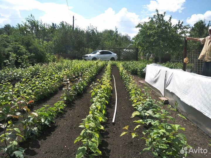 Саженцы яблони груши