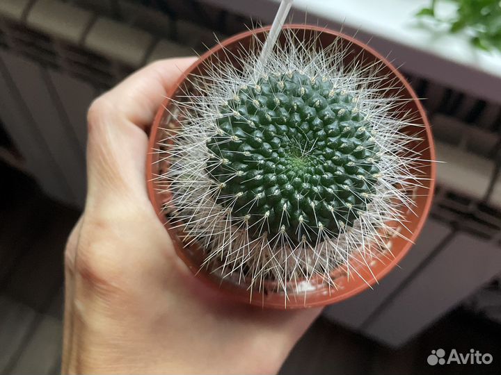 Кактусы и суккуленты