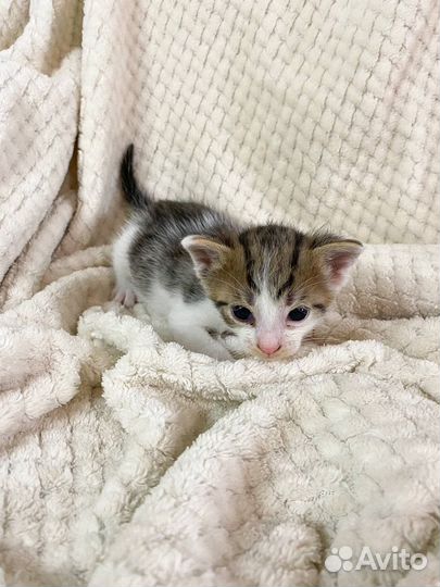 Котята в самые добрые руки