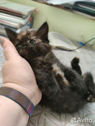 Котята отдам бесплатно