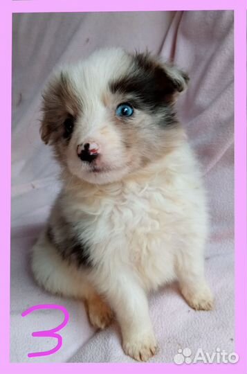 Щенки бордер колли