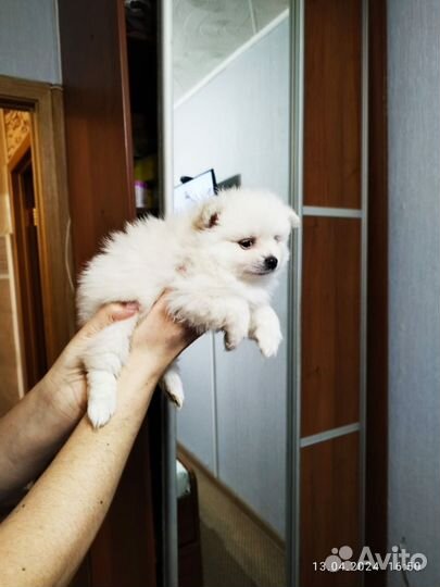 Померанский шпиц