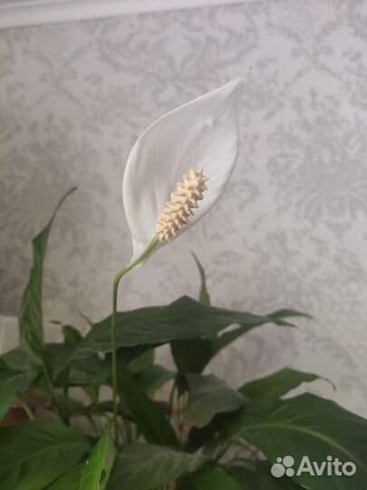 Спатифиллум