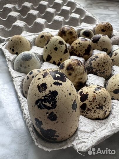Яйца перепелиные, домашние
