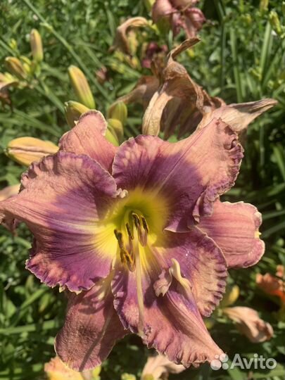 Набор лилейников