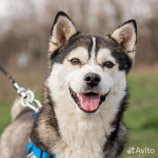 Добрый пес из приюта