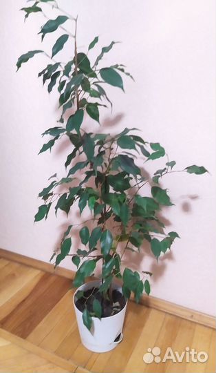 Фикус бенджамина