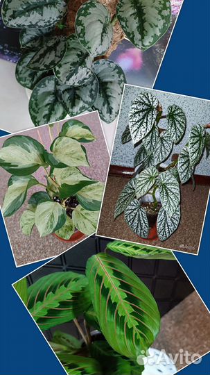 Эпипремнум, бегония, сциндапсус, маранта