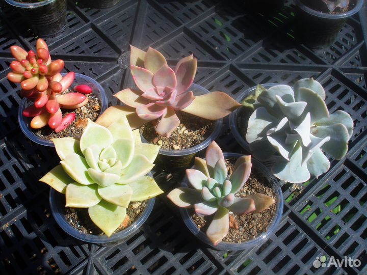 Суккуленты