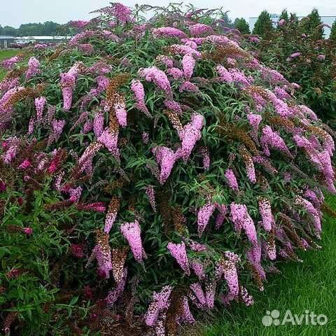 Буддлеи Давида