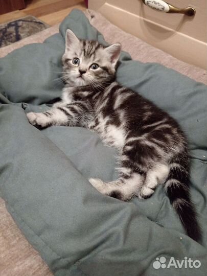 Британский котик