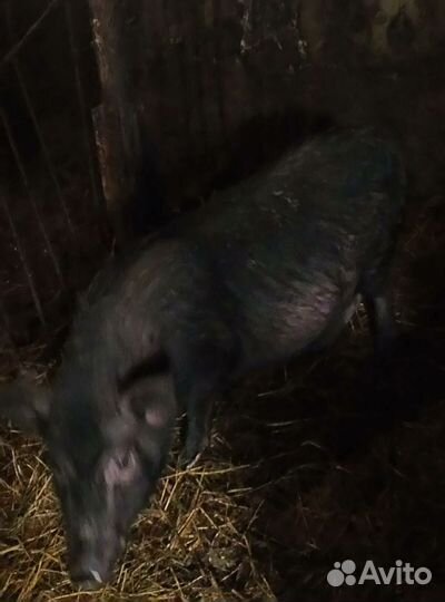 Вьетнамская свиноматка