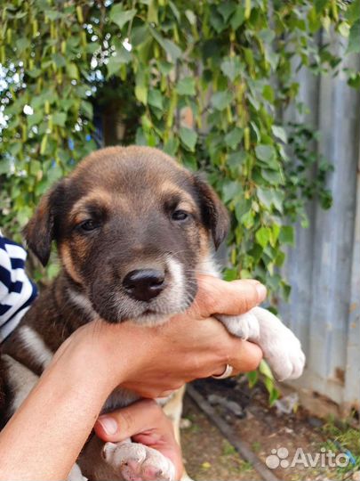 Очень милый щеночек, 1 месяц, бесплатно