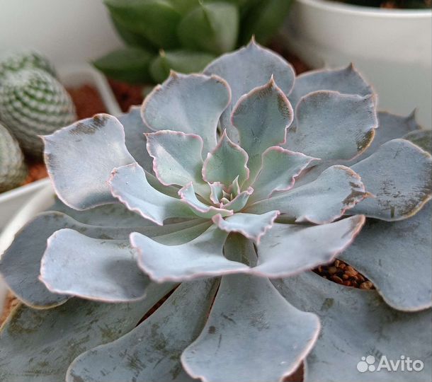 Суккуленты коллекционные
