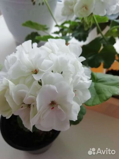 Пеларгония белая, розовая, красная