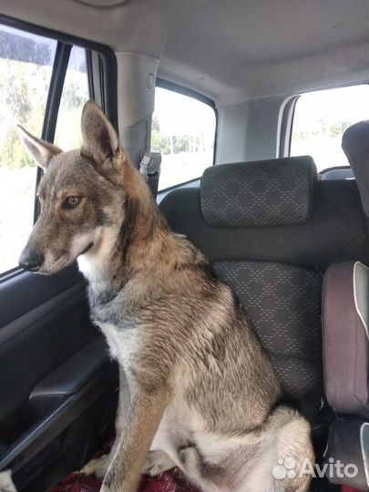 Собака. Красавец Дик ищет дом