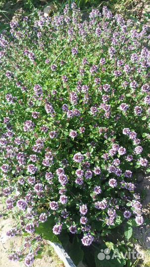 Чабрец саженцы