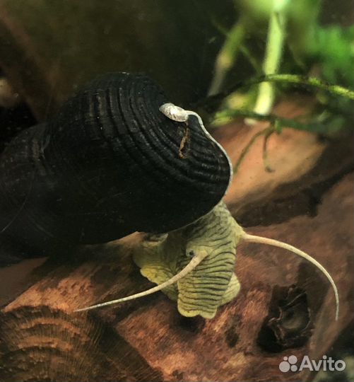 Улитки тиломелании, креветки