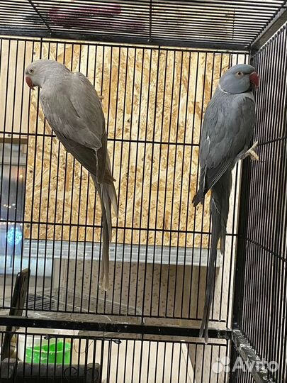 Ожереловые попугаи