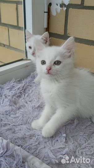 Котенок девочка белая