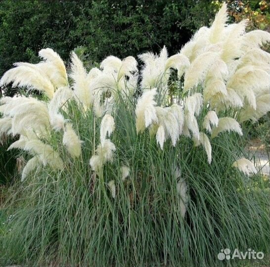Продам саженцы пампасной травы