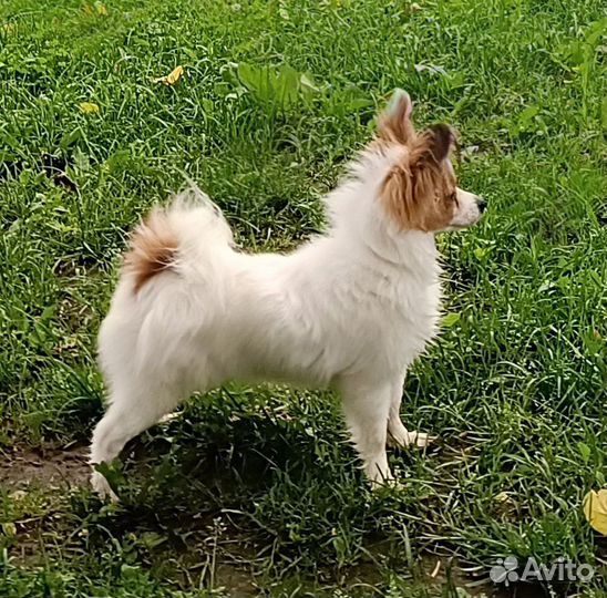 Чудо девочка