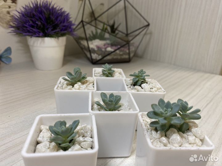 Суккуленты