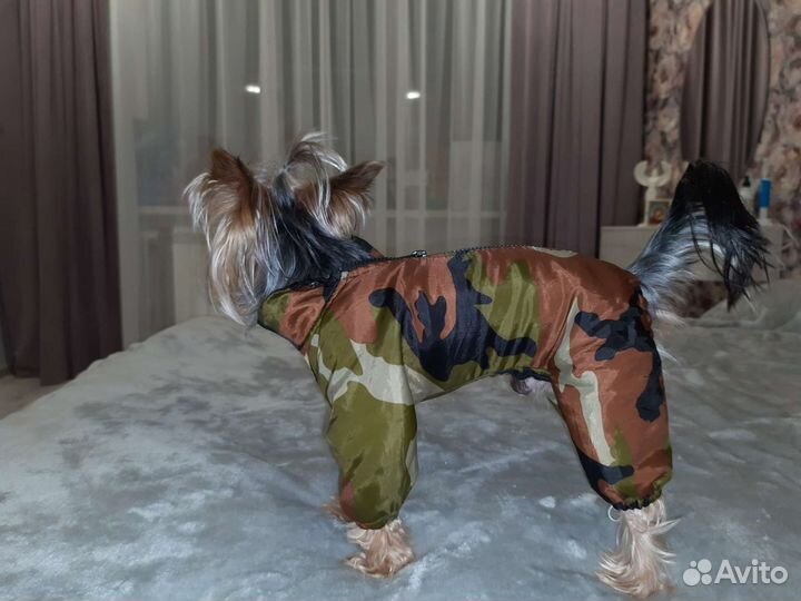 Комбинезон для маленькой собаки