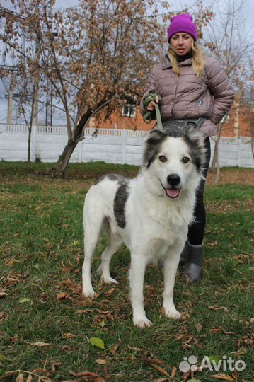 Красивый пёс засиделся в приюте
