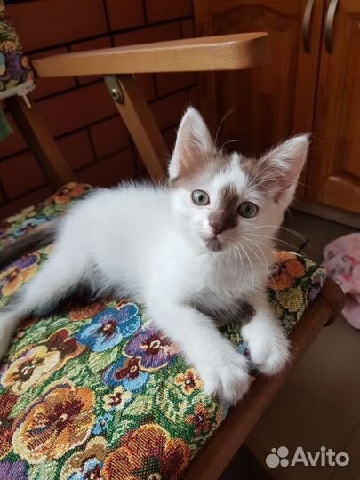 Котенок девочка