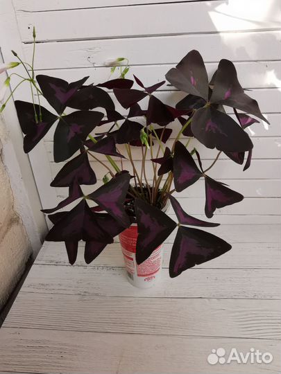 Кислица Оксалис