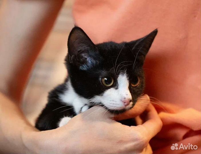 Кошечка Маслинка в добрые руки