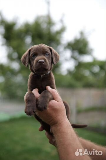 Щенки лабрадора шоколадные