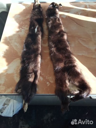 Шкурки соболя 2 штуки