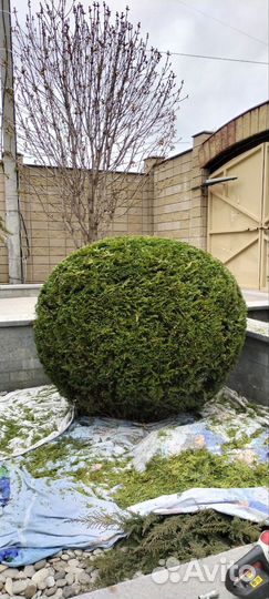 Стрижка кустарников /хвойных растений