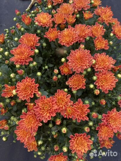 Хризантемы мультифлора